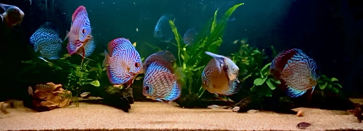 Vibrant Life for Your Aquarium